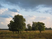 NL, Drenthe, Emmen, Bargerveen 25, Saxifraga-Bart Vastenhouw